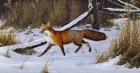 Fox Trot  - Red Fox