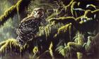 Spirit Of Ancient Forests - Spotted Owl