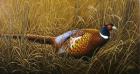 Sneaking Through The Long Grass - Ring Neck Pheasant