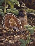 May Display - Ruffed Grouse