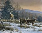 Prime Time - Whitetail Deer