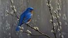 Signals Of Spring - Eastern Bluebird