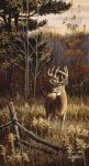 Autumn Whitetail