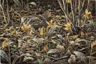 Early Brood - Woodcock Young