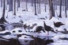 Hardwood Creek - Wild Turkeys