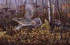 Silver Streak - Ruffed Grouse