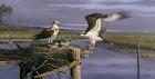 Chesapeake Treasurers - Osprey