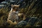 Cougar In The Grass