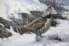 Ruffed Grouse