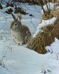 Snow Cover Cottontail