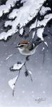 Winter Sprite - Golden Crown Kinglet