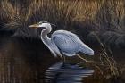 Making Strides - Great Blue Heron