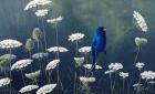 Indigo & Lace - Indigo Bunting