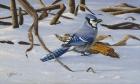 Bluejay