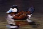 Ruddy Duck