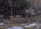 Grouse On The Wing