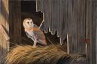 Ready For The Hunt Barn Owl
