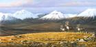 Time Passages Mountain Caribou