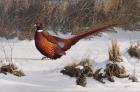 Winter Walk Pheasant