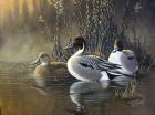 Pintail Trios