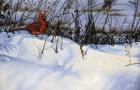 Winter Cardinal