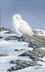 Snowy Owl