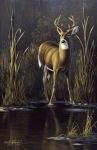 Whitetail Buck