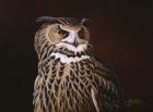 Eagle Owl