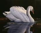 Reflection - Mute Swan
