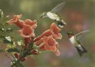 Hummingbirds and Trumpet Flowers