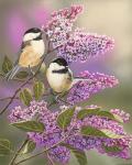 Lilacs and Chickadees