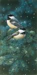 Chickadees