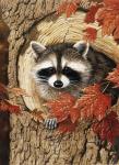 Raccoon