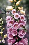 Hummingbirds - Foxgloves