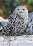 Snowy Owl