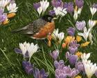 Springtime Robin With Crocus