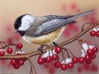 Chickadee With Berries