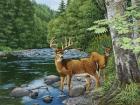 Streamside - White Tail Deer