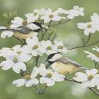 Springtime And Chickadees