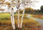 Birches