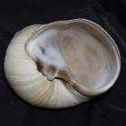 Moonsnail I