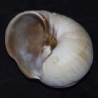 Moonsnail III