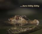 Here Kitty Gator