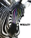 Zebra Colors