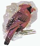 Cardinal Bird in the Snow