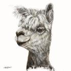 Alphie the Alpaca