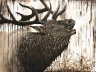 Bugling Bull Elk