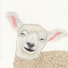 Smiling Sheep