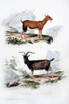 Male and Female Goats