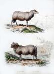 Sheep and Ram